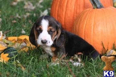 Basset Hound Puppies for Sale